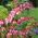Dicentra, Bleeding Heart Rose - ampul / yumru / kök - Dicentra spectabilis