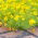 Dahlberg Daisy, Biji Golden Fleece - Thymophylla filifera - 1500 biji - Thymophylla  - benih