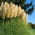 Біла пампаса трава - розсада - Cortaderia selloana