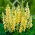 Lupinus, Lupine, Lupine Kandil - bebawang / umbi / akar - Lupinus polyphyllus