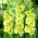 Gladiolus النجم الأخضر - 5 البصلة - Gladiolus Green Star