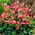 Oxalis Deppei - 25 de bulbi