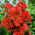 Флокс - оранжевый - Phlox