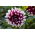 Dahlia Duet
