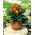 Calla Mango; lirio de arum, lirio de cala