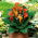 Calla Mango; lirio de arum, lirio de cala