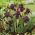 Irisan kerdil, Iris pumila - bunga ungu - Cherry Garden; iris kerdil - 