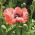 Orientálny mak - Forncett Summer - 1 ks - 