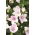 Platycodon, flor de balão - Fuji Pink; Campânula chinesa - 
