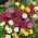 Marvel of Peru - Mirabilis Jalapa - pemilihan warna - pembibitan; jam empat semanggi - 