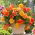 Begonia "Golden Balcony" - fleurit dans des couleurs chaudes - 2 szt - 