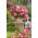 Begonia "Pink Balcony" - mekar dalam berbagai warna pink - 2 pcs - 