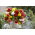 Trailing begonia variety mix - white, red and yellow 12 pcs