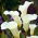 Zantedeschia, Calla Lily Albomaculata - củ / củ / rễ