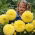 Dahlia Kelvin Floodlight