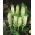 Eucomis autumnalis - pacchetto di 2 pezzi