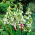 Galtonia Candicans