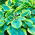 Hosta - Francess Williams
