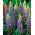 Altramuz - azul - Blue - Lupinus hybridus