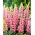 Lupinus, Lupine, Lupine Pink - bebawang / umbi / akar - Lupinus hybridus
