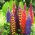 Lupinus Mix - umbi / umbi / akar