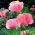 Gelincik, Haşhaş Helen Elisabeth - ampul / yumru / kök - Papaver orientale