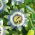 Graines de Passiflore Bleue - Passiflora caerulea - 22 graines