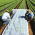 Springfleece (agrotextile) - plantebeskyttelse til sunde afgrøder - 3,20 mx 100,00 m - 