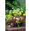 Urin og hvidløg (Allium) mix - XL pakke! - 1000 stk - 