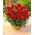 Dahlia Gallery Singer