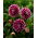 Dahlia Edinburgh