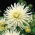Xương rồng thược dược trắng - củ / củ / rễ - Dahlia