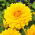 Dahlia Yellow