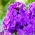 Флокс - фиолетовый - Phlox