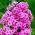 Флокс - розовый - Phlox