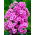 Флокс - розовый - Phlox