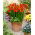 Red double freesia - Red - Large Pack! - 100 pcs.