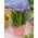 Freesia - Single Blue - paquete de 10 piezas