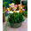 Freesia - Single Mix - paquete de 10 piezas