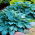 Хоста - Halcyon - Hosta
