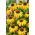 Echinacea, Coneflower Yellow