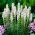 Liatris Alba, Gayfeather - 10 žarnic