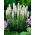 Liatris Alba, Gayfeather - 10 žarnic