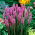 Langakset pragtskær - Purple - pakke med 10 stk - Liatris spicata