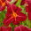 Daglilje Chicago Fire - Hemerocallis Chicago Fire