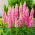 Lupino - Chatelaine - Lupinus polyphyllus