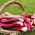 Rheum, Rhubarb Victoria - umbi / umbi / akar - Rheum rhabarbarum