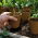 Pots de tourbe ronds ø6 cm - 100 pièces - 