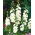 Malva real - White - blanco - Althaea rosea