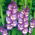 Gladiolus King's Lynn – 5 pcs